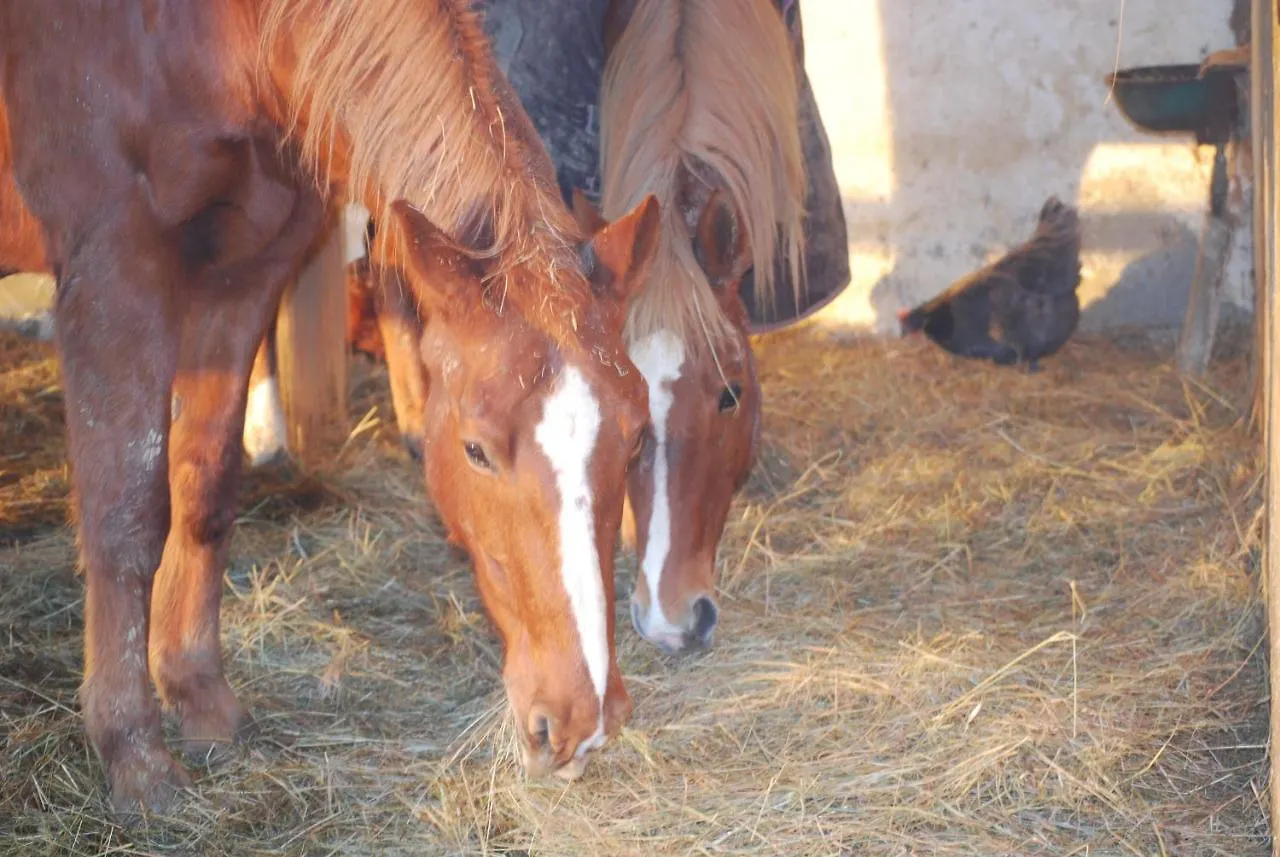 Gite A La Ferme Avec Piscine Bernadets-Debat 0*,